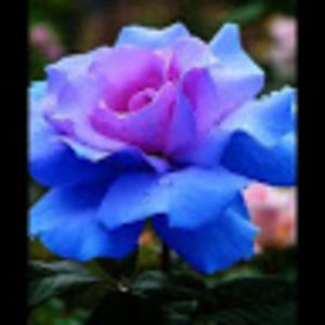 Meet your Posher, Carlie